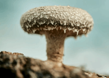 Scientists Develop Computer Memory Using Shiitake Mushrooms