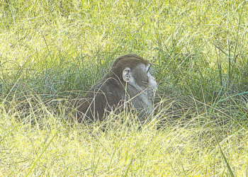 Mississippi Mother Kills Escaped Monkey Fearing For Her Children’s Safety