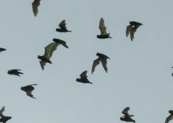 Rabid Bats Invade Los Angeles; Key Hotspot Identified