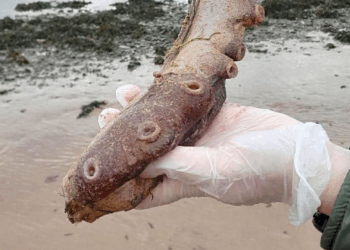 Fragments of Seven-Legged Sea Giant With 20-Inch Arms Wash Up on Scotland Beach
