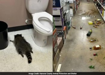 “Trash Panda” Strikes Again: The Liquor-Store-Rampaging Raccoon Now Hits a Karate Studio for Snacks