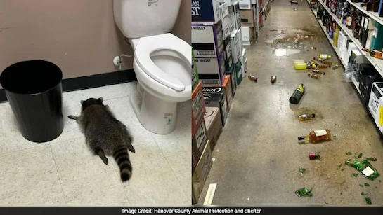 “Trash Panda” Strikes Again: The Liquor-Store-Rampaging Raccoon Now Hits a Karate Studio for Snacks
