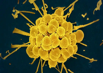 New FDA-Approved Antibiotics Offer Hope Against Drug-Resistant Gonorrhea