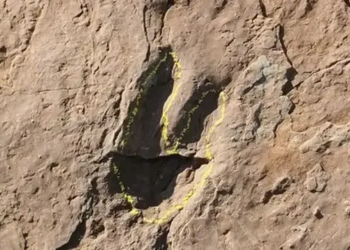 dinosaur