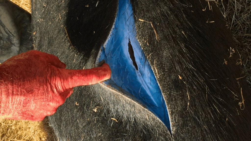 Why Wild Pigs in California Are Turning Blue: And Why Authorities Are Warning Hunters