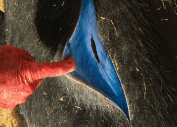 Why Wild Pigs in California Are Turning Blue: And Why Authorities Are Warning Hunters