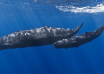Scientists Identify Deadly Whale Virus Detected From Just Their Breath