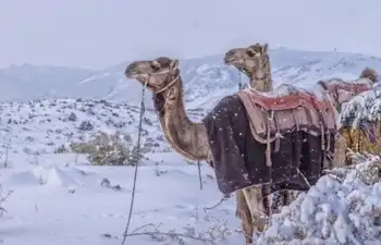 Rare Snowfall Blankets Saudi Arabian Desert After 30 Years