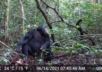 Humans May Owe Their Love of Alcohol to Primate Ancestors