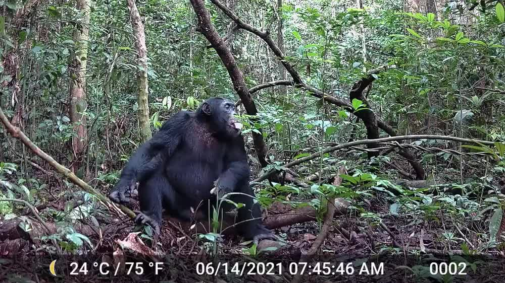 Why humans love alcohol, according to primate evolution