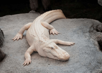 RIP Claude: Cal Academy’s Iconic Albino Alligator Dies at 30