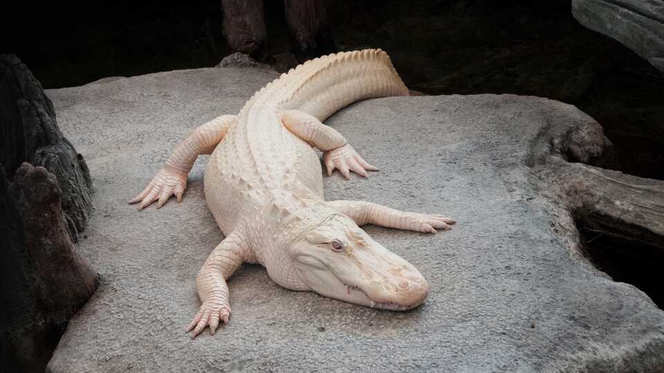 RIP Claude: Cal Academy’s Iconic Albino Alligator Dies at 30