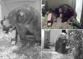 California Man Threatens Lawsuit After State Fails to Remove 550-Pound Bear Under His Home
