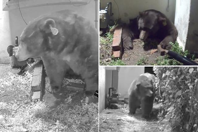 California Man Threatens Lawsuit After State Fails to Remove 550-Pound Bear Under His Home