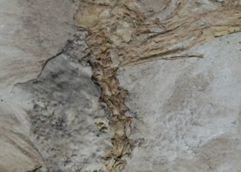 Ancient Bird Fossil Shows It Died After Swallowing 800 Rocks, Baffling Scientists