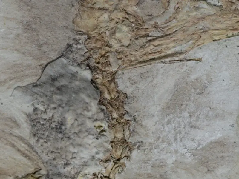 Ancient Bird Fossil Shows It Died After Swallowing 800 Rocks, Baffling Scientists