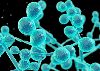 Drug-Resistant Fungus Candida Auris Is Spreading Worldwide and Doctors Are Running Out of Options