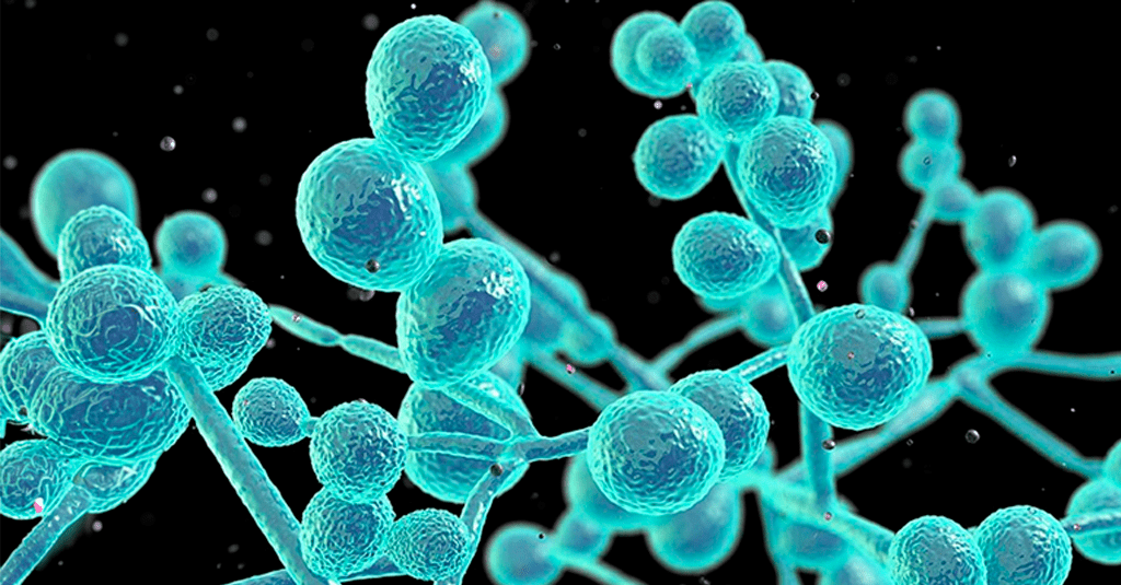 Drug-Resistant Fungus Candida Auris Is Spreading Worldwide and Doctors Are Running Out of Options