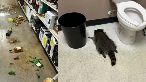 Watch: Raccoon Breaks Into Virginia Liquor Store, Drinks Alcohol, And Passes Out In Bathroom