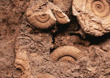 Miniature Brain and Nerves Found in 520-Million-Year-Old Fossil in China