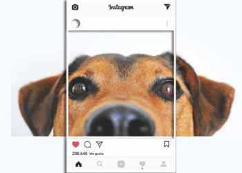Aussie Teens Are Outsmarting the Under-16 Social Media Ban By Using Dog Pictures