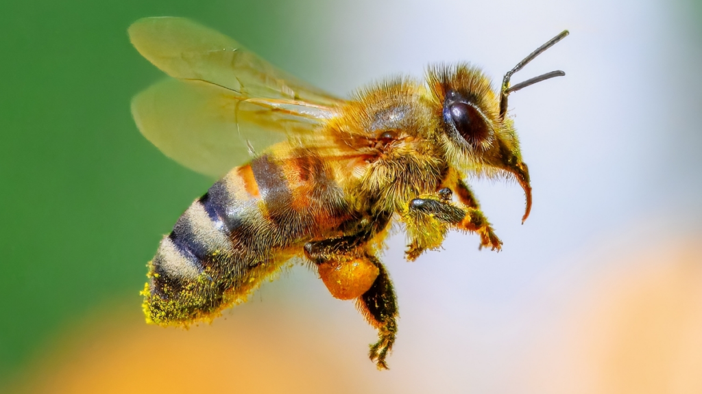 How honeybees doing maths could shape alien communication