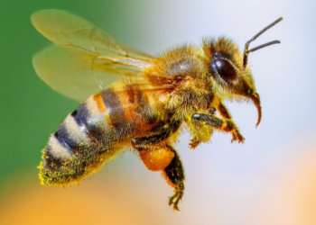 Honeybees Can Do Math and It Could Help Humans Talk to Aliens