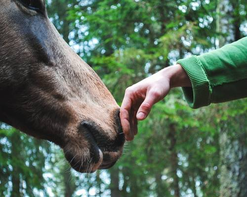 Study Shows Horses Might Be Able to Smell Human Fear And React to It