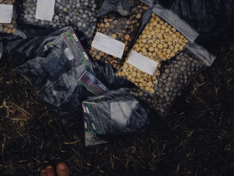 A Plan to Poison American Crops? Why Chinese Seed Packets Are Showing Up at US Homes