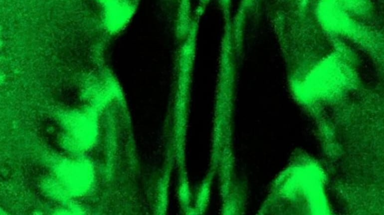 Watch: Scientists Capture Plant “Breathing” In Real Time For The First Time