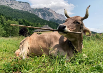 Meet Veronika The Cow: The First Scientifically Proven Case of Cattle Using Tools