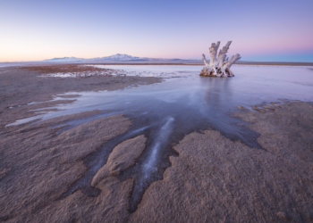 Scientists Find a Never-Before-Seen Animal Living in the Great Salt Lake