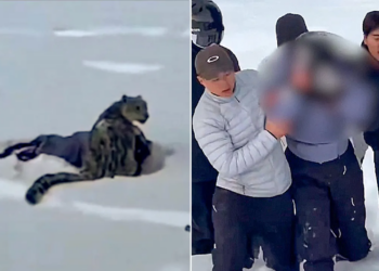 Watch: Snow Leopard Mauls Skier Who Got Too Close for Photo in China