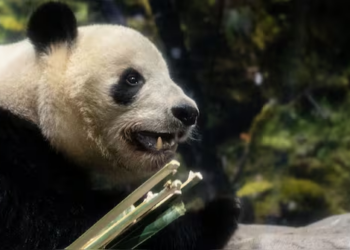 Japan Bids Emotional Farewell To Its Last Pandas as Xiao Xiao and Lei Lei Return to China
