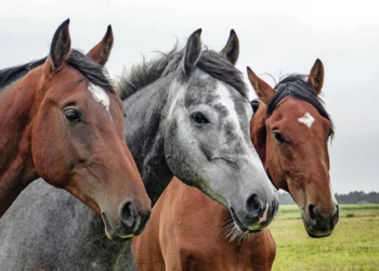 Horses Can Now “Say” Yes or No to Blankets Under New HorseVoice Project