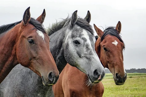 HorseVoice