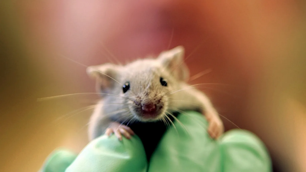 Spanish Scientists Eliminate Aggressive Pancreatic Cancer in Mice Using Triple-Drug Therapy
