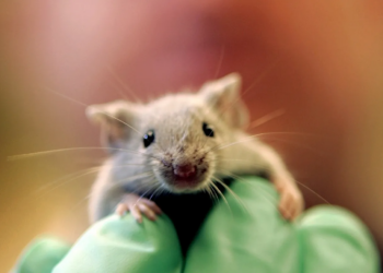 Spanish Scientists Eliminate Aggressive Pancreatic Cancer in Mice Using Triple-Drug Therapy