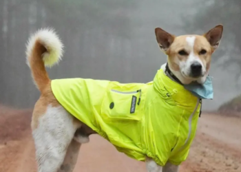 Meet Aloka: Indian Stray Dog Joins Buddhist Monks On Peace Walk Across the US