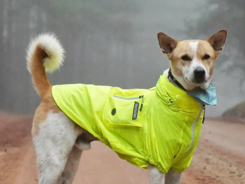 Meet Aloka, the Indian stray dog on a US peace walk