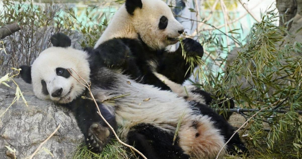 Japan Is About To Lose All Its Pandas And One Zoo’s Weird Solution Is Going Viral