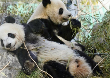 Japan Is About To Lose All Its Pandas And One Zoo’s Weird Solution Is Going Viral