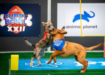 Viral Puppy Bowl Star Teigan Dead After Battle With Pneumonia