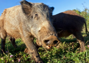 How Fukushima’s Abandoned Pigs Are Accelerating Evolution
