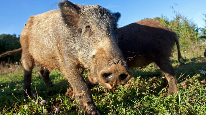 How Fukushima’s Abandoned Pigs Are Accelerating Evolution