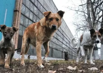 War-Hit Dogs in Ukraine Facing Natural Disaster-Level trauma