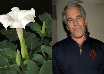 What Is the ‘Zombie Flower’ Mentioned in the Jeffrey Epstein Files?