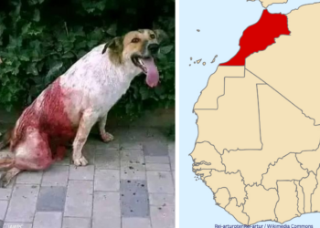‘Poisoned and Shot’: Activists Allege Mass Stray Dog Killings in Morocco Before 2030 World Cup