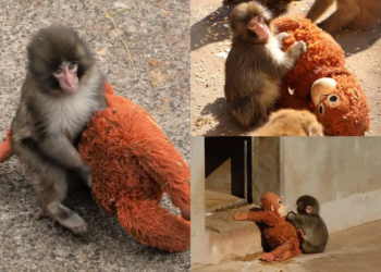 Meet Punch the Monkey: How a Baby Macaque With a Plushie Became the Internet’s New Sweetheart