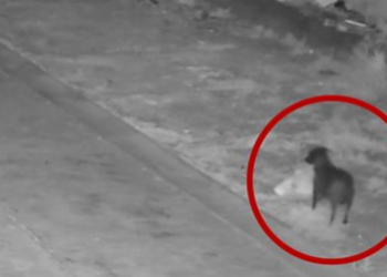 Man Fined in Italy After Training Dog to Illegally Dump Trash